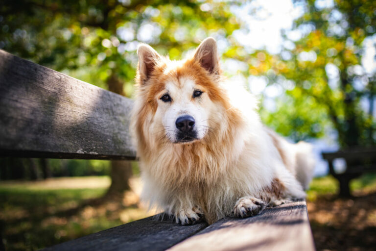 Elo Hund Steckbrief, Charakter, Wesen und Haltung edogs