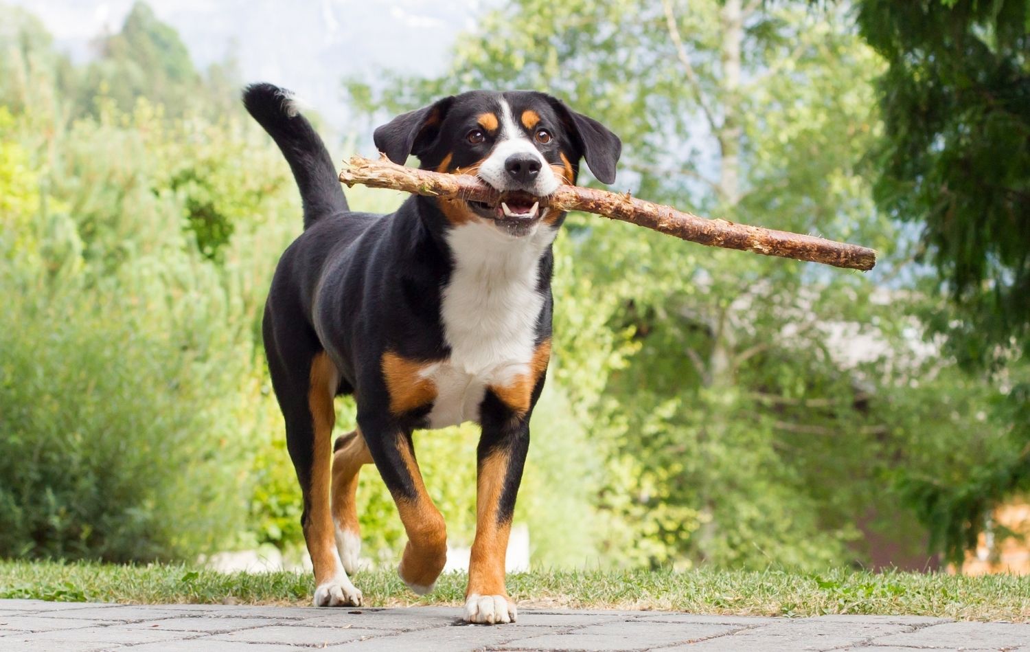 Entlebucher Sennenhund - Charakter, Wesen und Haltung