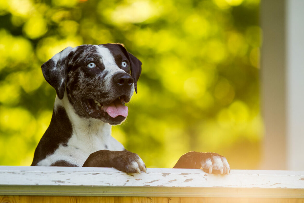 Louisiana Catahoula Leopard Dog Steckbrief, Charakter &amp; Haltung