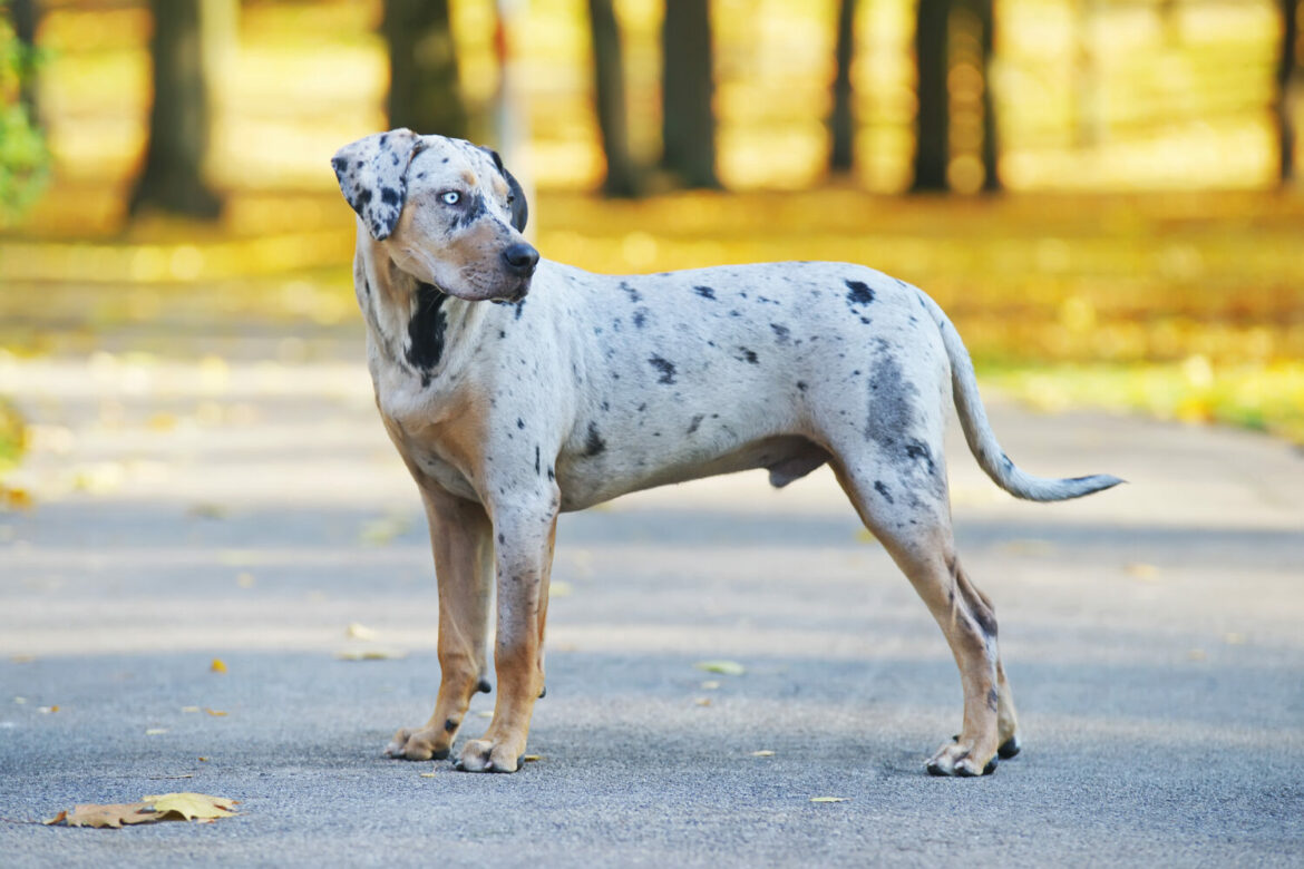 Louisiana Catahoula Leopard Dog Steckbrief, Charakter &amp; Haltung