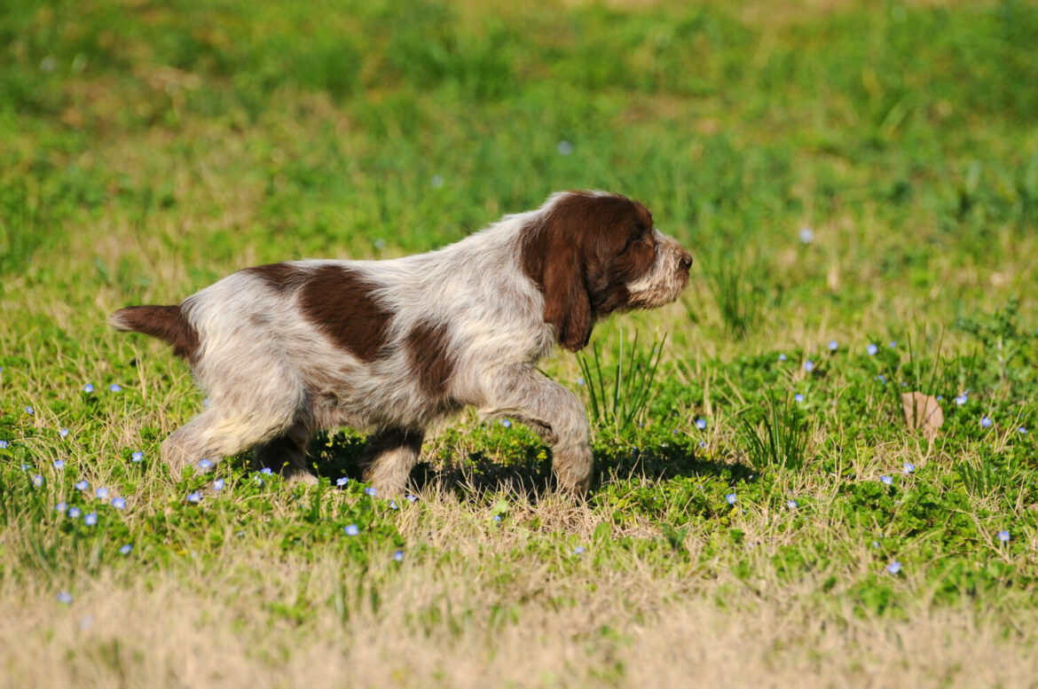 Spinone Italiano Steckbrief, Charakter, Wesen und Haltung