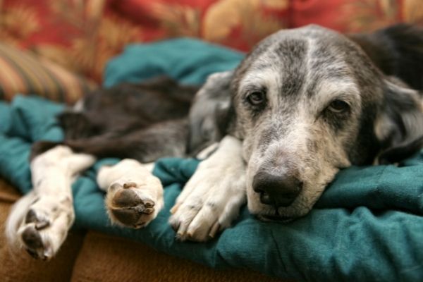 Toxoplasmose beim Hund: Das Du | edogs Magazin