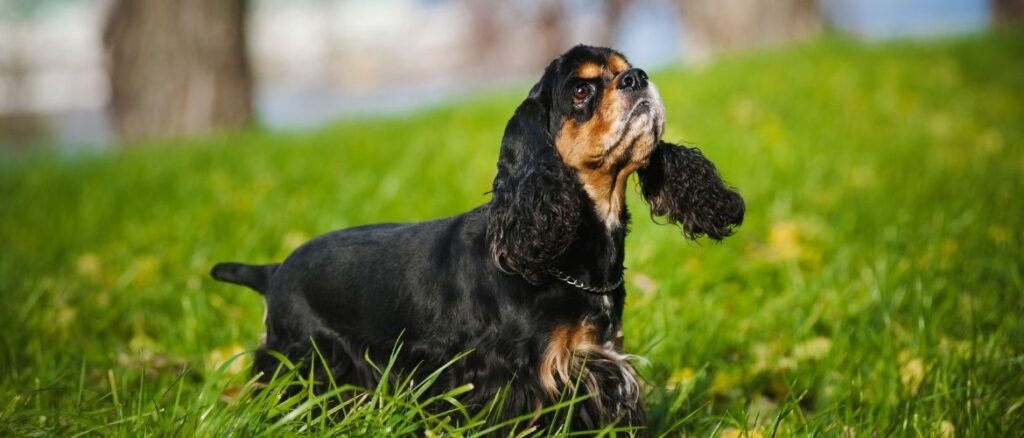 Bandscheibenvorfall beim Hund Ursachen, Symptome und Behandlung