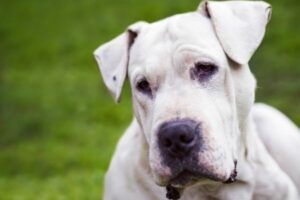 Dogo Argentino Argentinische Dogge Steckbrief Charakter Wesen Und Haltung