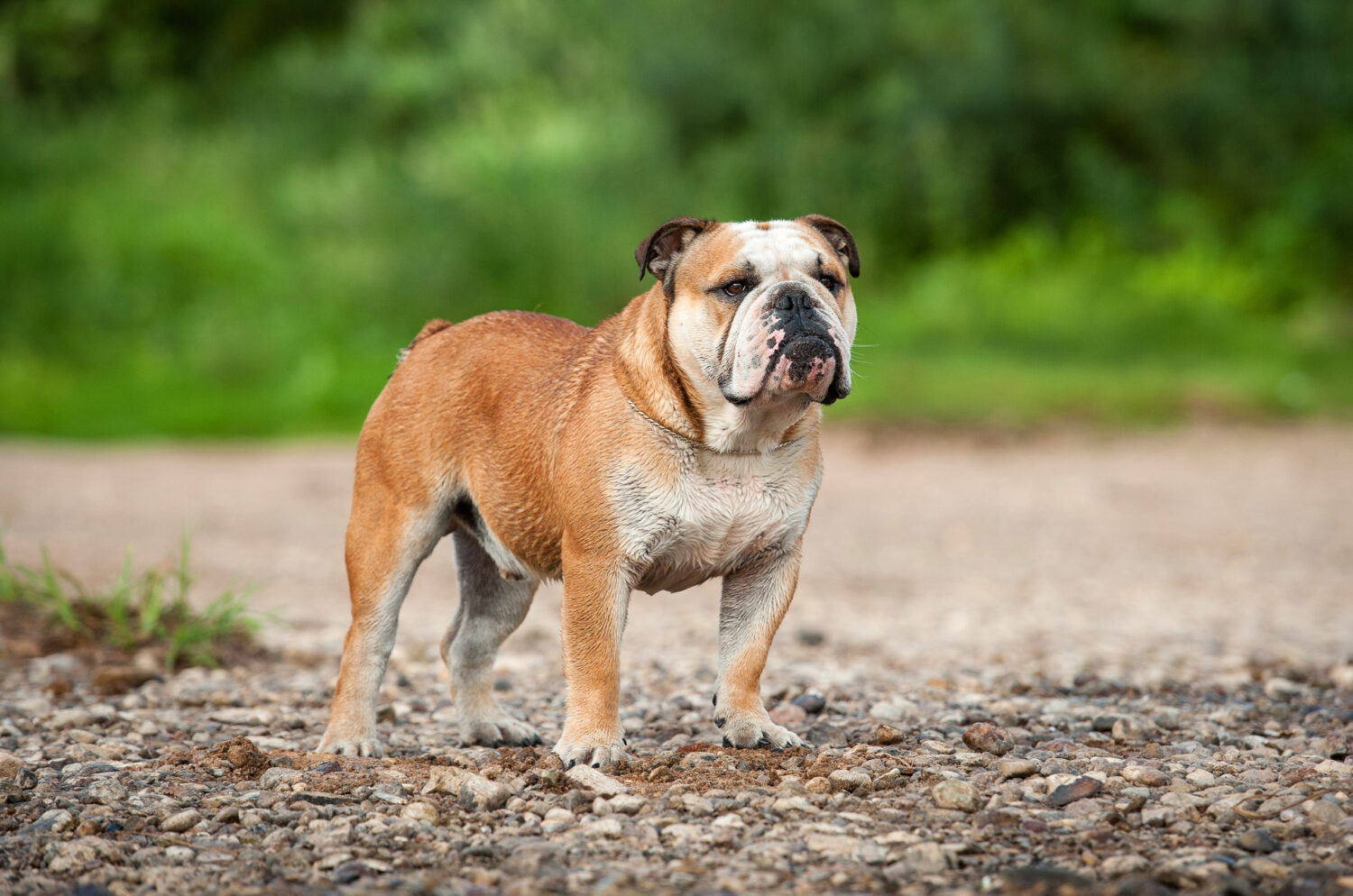 Englische Bulldogge - Steckbrief, Charakter, Wesen und Haltung