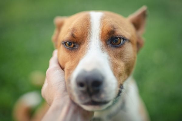 Juckreiz beim Hund Ursachen, Symptome &amp; Linderung