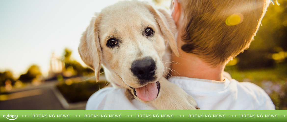 Neues Tierschutzgesetz in Großbritannien Hunde haben Gefühle edogs