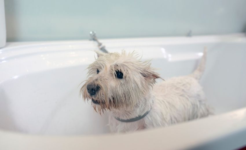 Hunde Mit diesen Tipps wäschst Du Deinen Hund richtig edogs