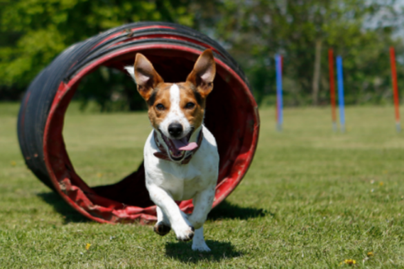 Hundegesundheit edogs