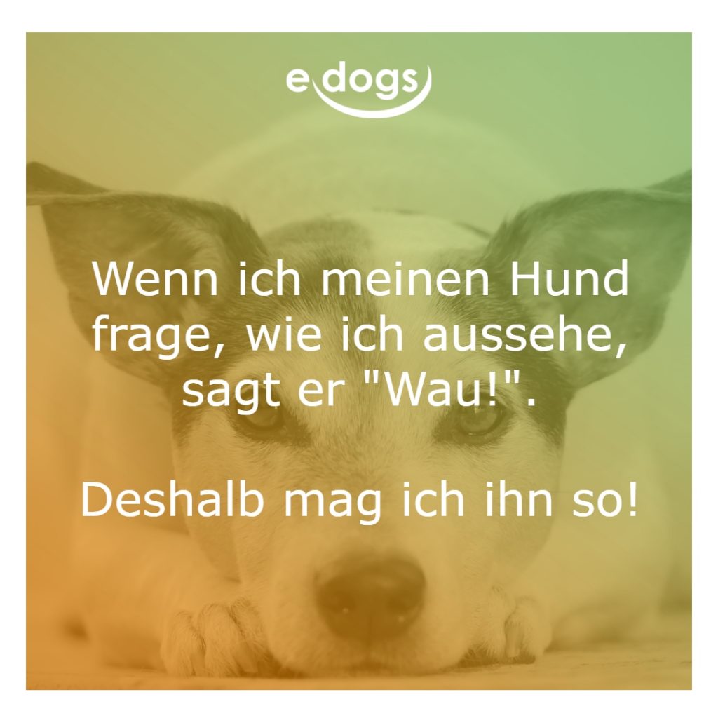 60+ Beste Hundesprüche & | edogs.de Magazin