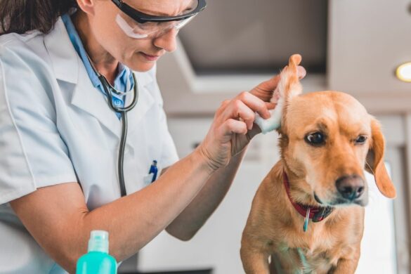 Megaösophagus beim Hund Symptome &amp; Behandlung